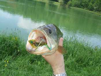 Largemouth Bass !