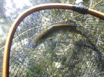 mes premiers ombres sur la sorgues
