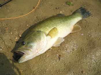 Session Bass