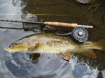 Barbeau en ruisseau