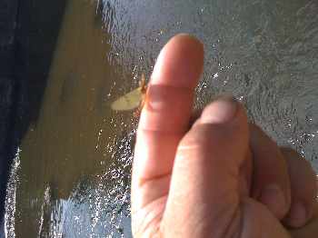 peche avec un ami du havre