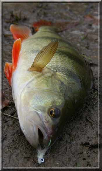 Le temps des carnassiers