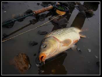 Carpe d'hiver.....