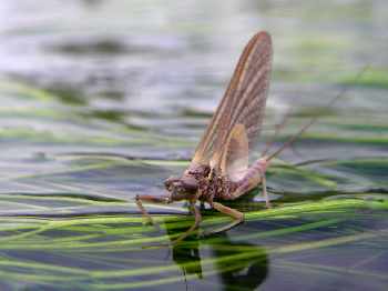 L'eau comme lien