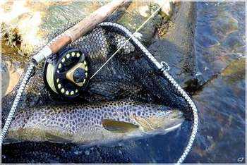 Baetis versus March Brown