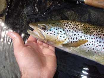 Garonne, prospection