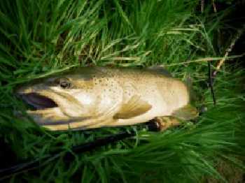 Trout toujours