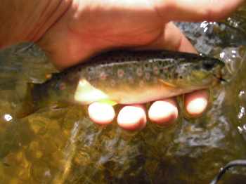 Ballade en forez