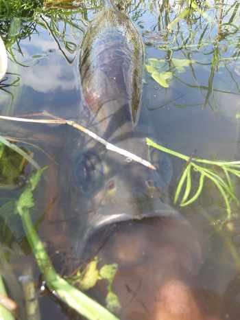Une aprem de tarponite