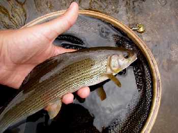 des amis, une rivière et quelques poissons