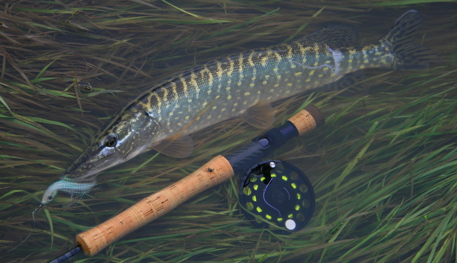Brochet en bordure...