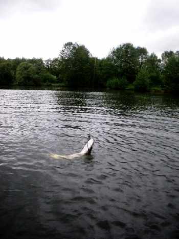 Topwater
