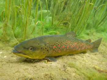  peche mouche Danica