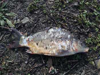 Longages : C'est mort :-(