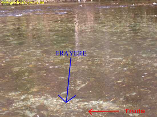 Fray�res � truite