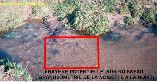 Fray�res � truite