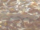 Fray�res � truite et wading en Aveyron