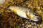 P�che � la mouche - Gobages.com