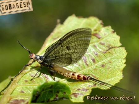 fond ecran mouche 1134