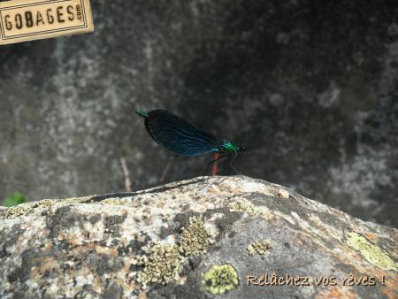 fond ecran mouche 1145