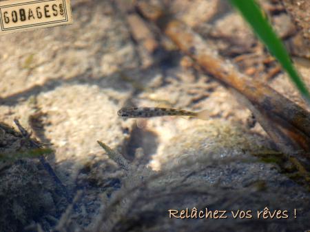 fond ecran mouche 1154