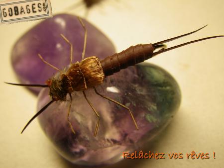 fond ecran mouche 1158