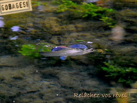 fond ecran mouche 1159