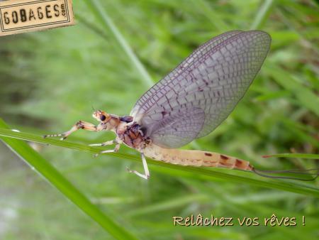 fond ecran mouche 1160