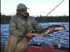 Peche du brochet à la mouche au quebec
