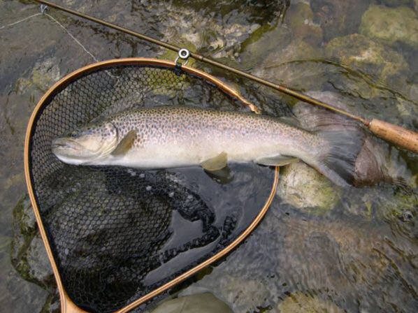 Belle Fario de 51 cm