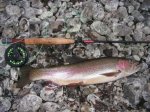 rainbow de la Madison River Agrandir
