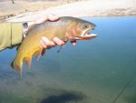 Cuttroat de Slough Creek Agrandir