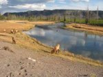 Toupeau de wapiti Agrandir