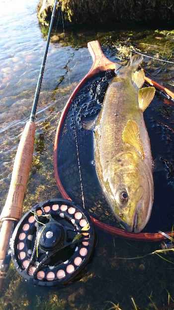 Mon lingot d'or